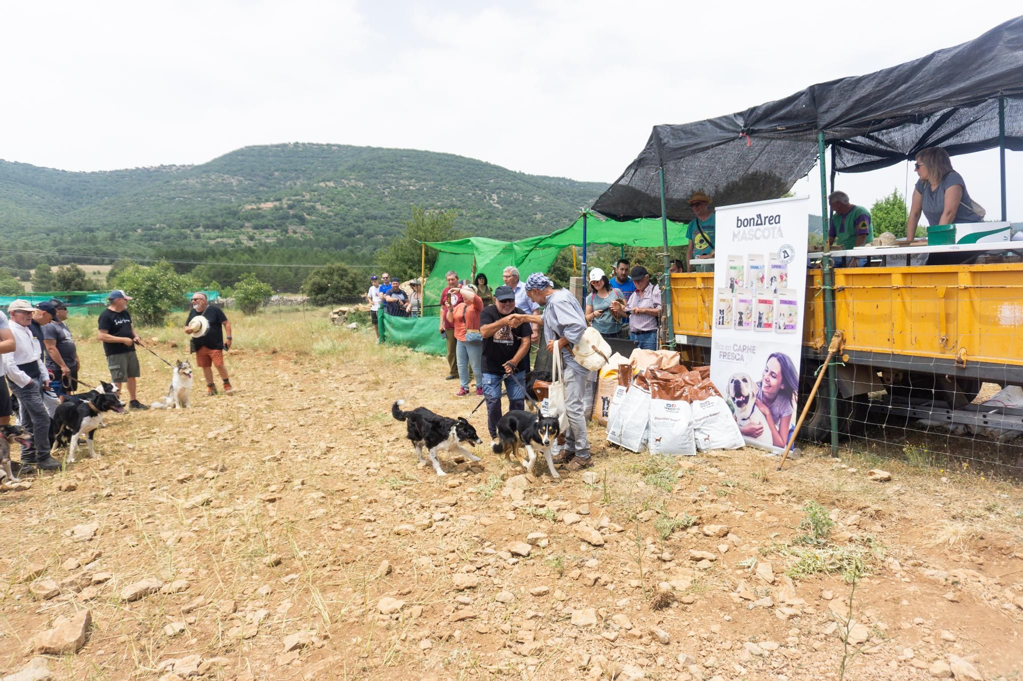 FOTOGALERÍA: Las imágenes del concurso de perros pastores de Ares del Maestrat