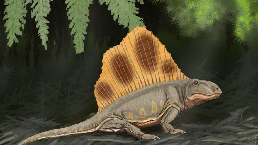 Dimetrodon, un género extinto de sinápsidos pelicosaurios esfenacodóntidos cuyas especies vivieron en América del Norte y Europa durante el Pérmico Inferior, hace alrededor de 295 a 272 millones de años.