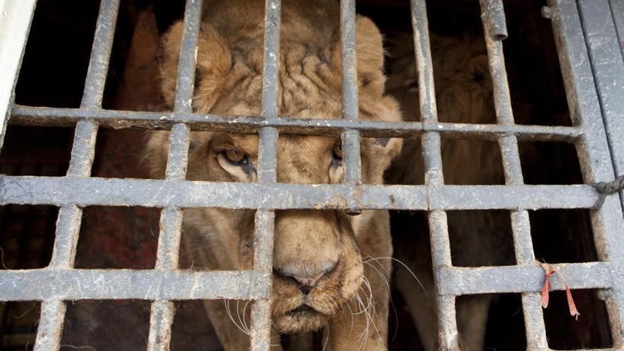 El león Dumbo ya se encuentra en Primadomus de Villena