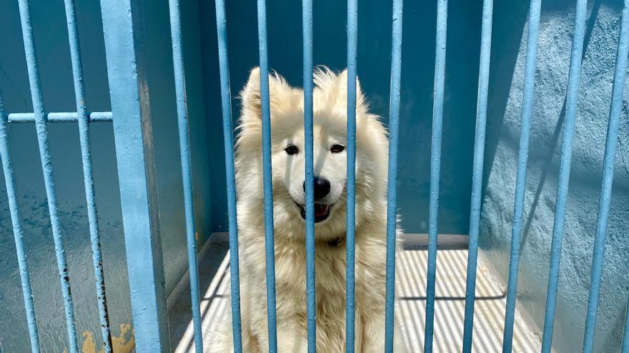Palma adjudica en tiempo récord los 25 perros de raza puestos en adopción en Son Reus
