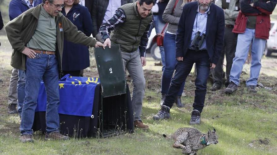 &#039;Peppa&#039; ya corre por Doñana tras ser liberada, con Moreno de &#039;padrino&#039;