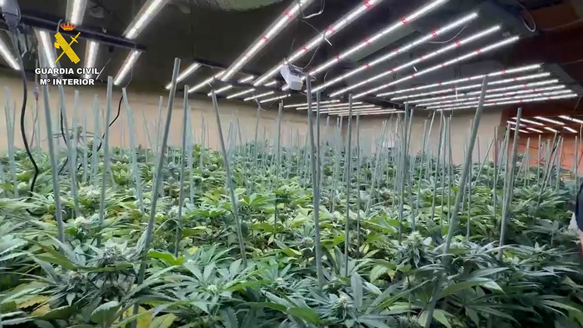 La plantación de marihuana en Picassent.