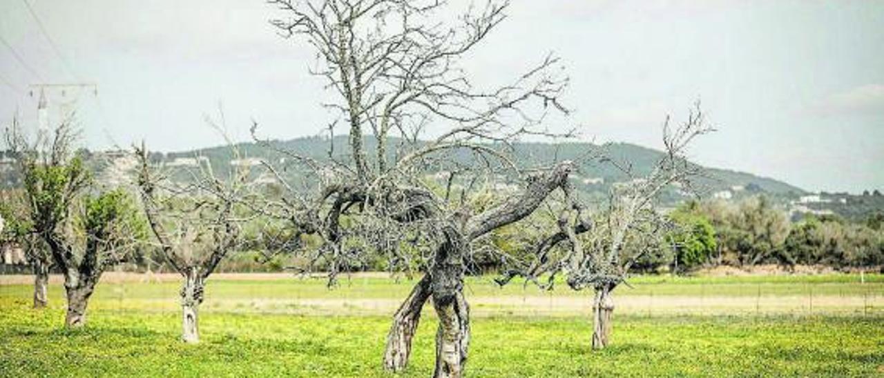 Almendros afectados por la bacteria de la ‘xylella’ en el Pla de Mallorca.