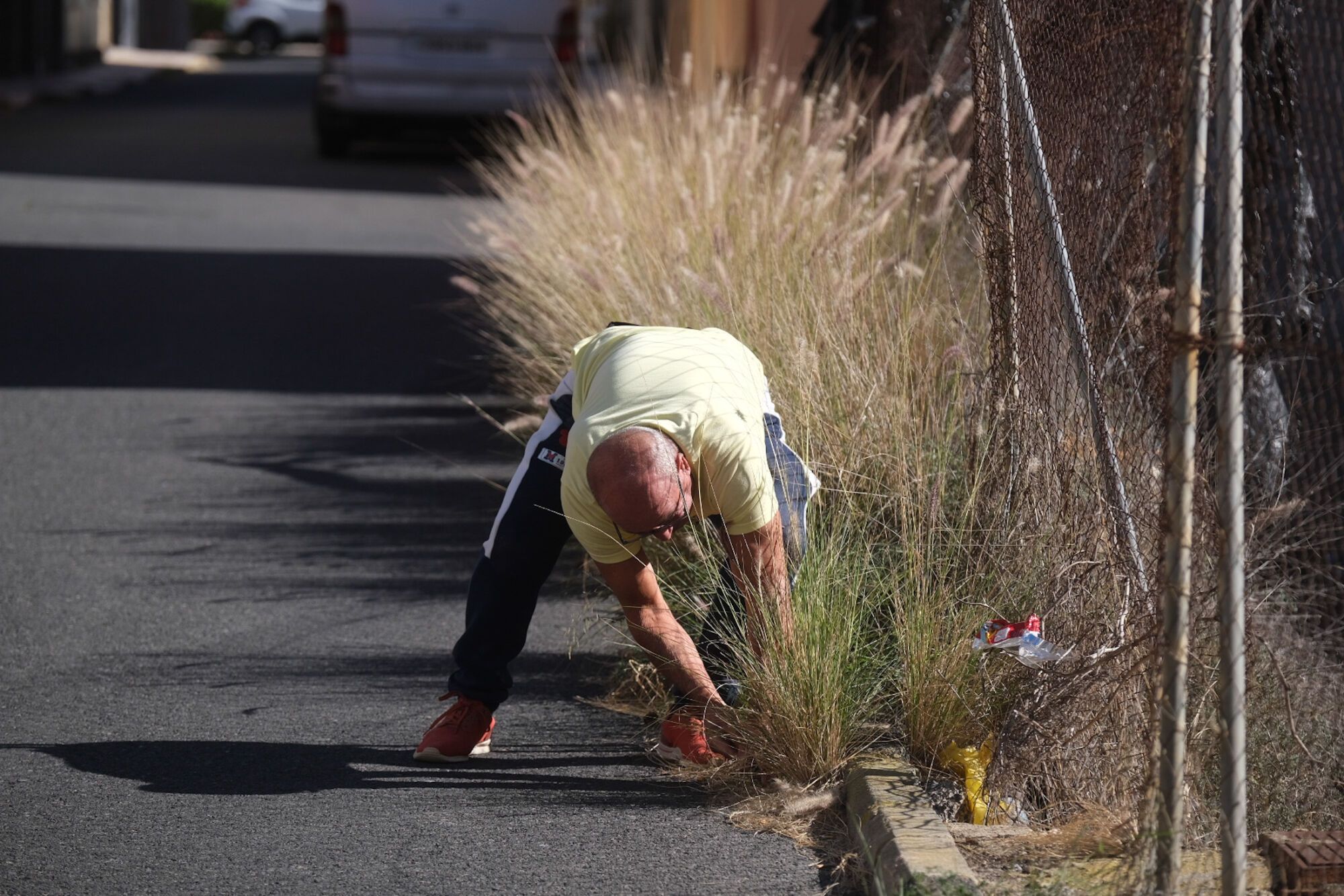 Rabo de gato en el barrio de Los Giles, en Las Palmas de Gran Canaria