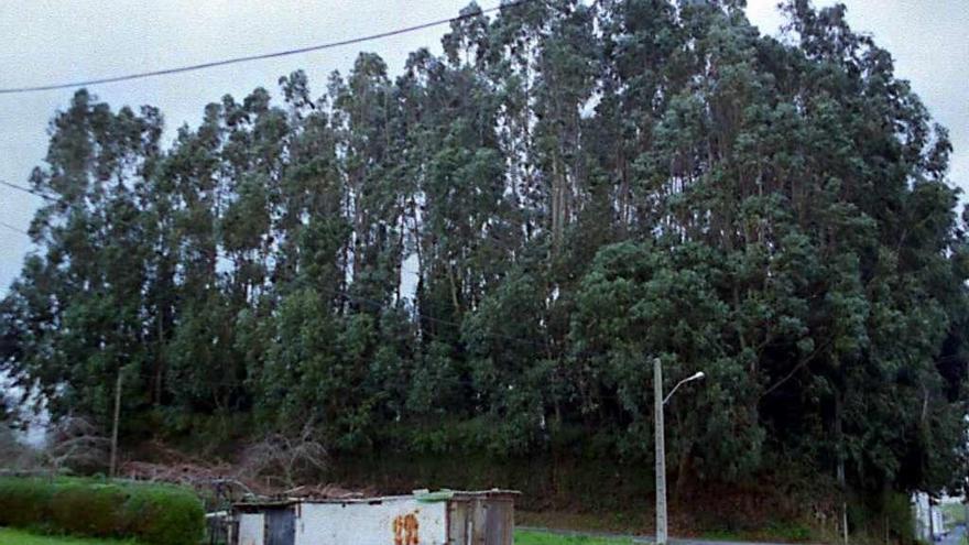 Plantación de eucaliptos en la zona de Ferrolterra.