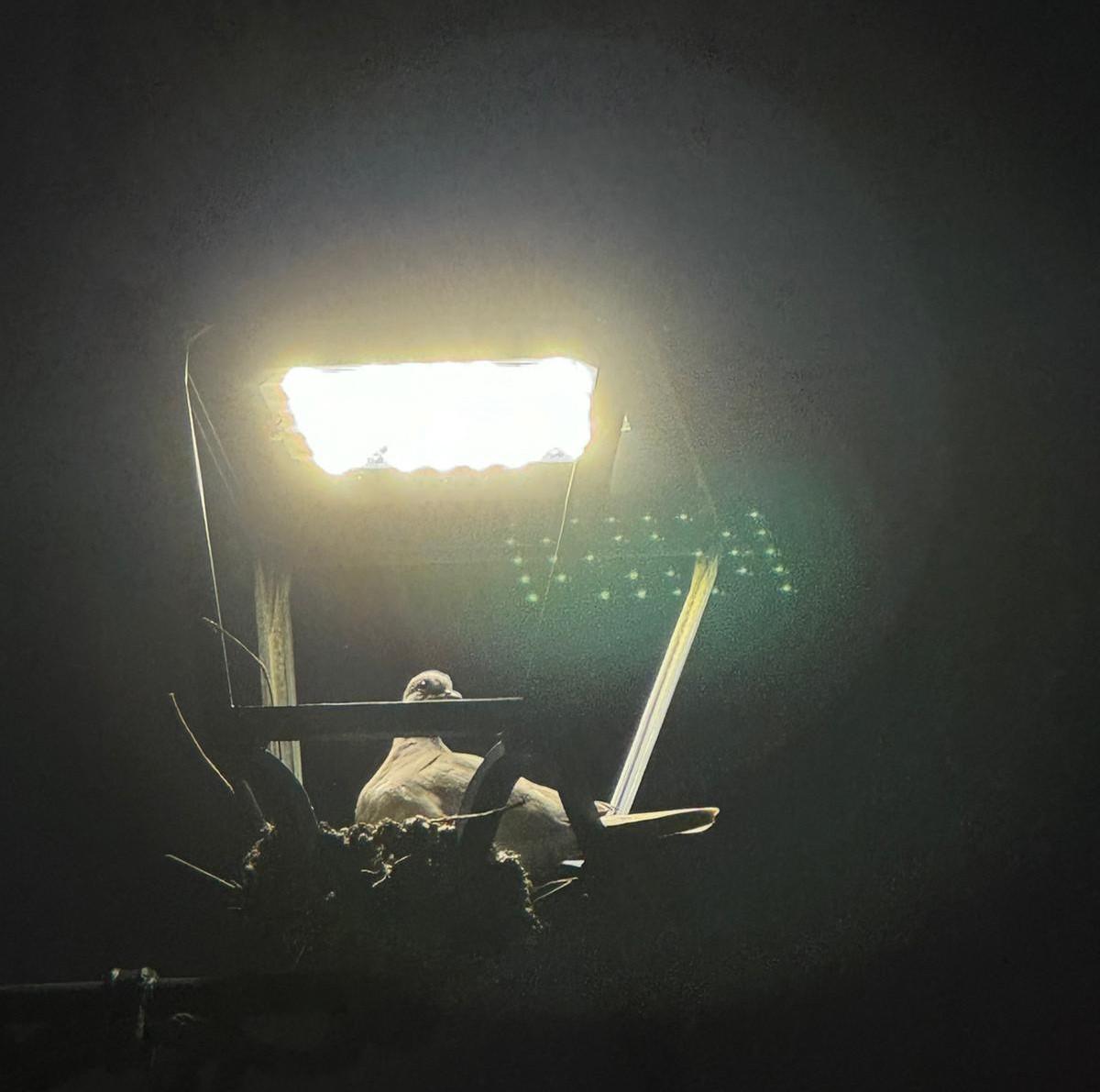 La paloma en su nido "incubadora"