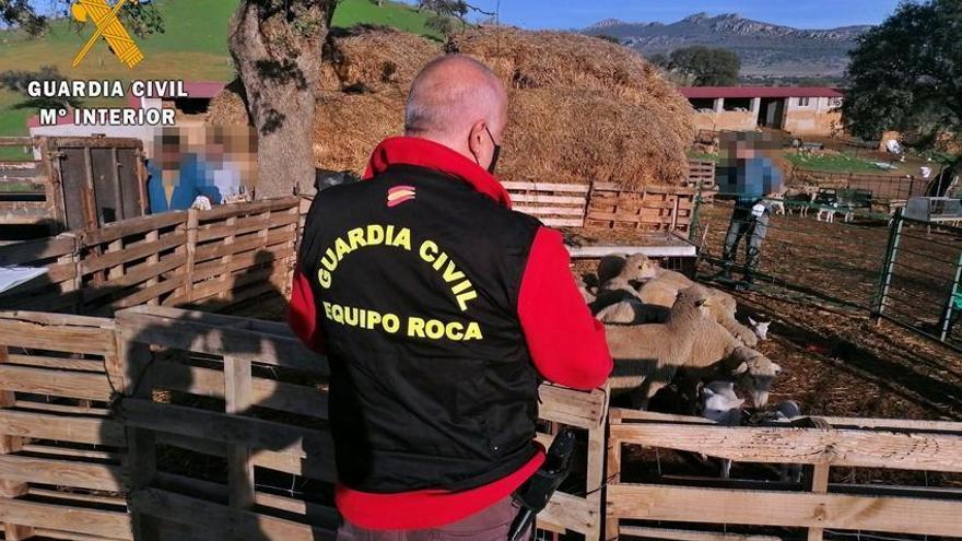 Investigan a un vecino de Hornachos por el robo de un centenar de ovejas en Valencia de las Torres
