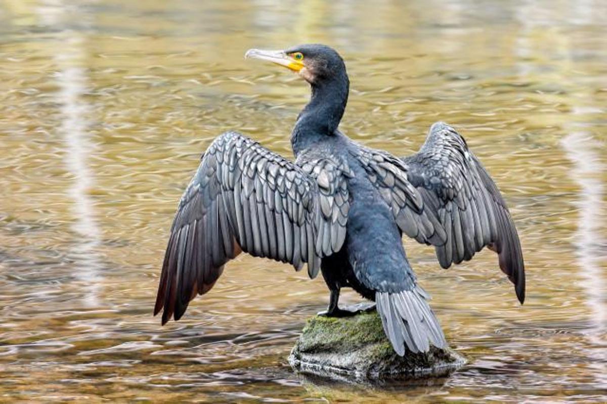Ejemplar de cormorán.