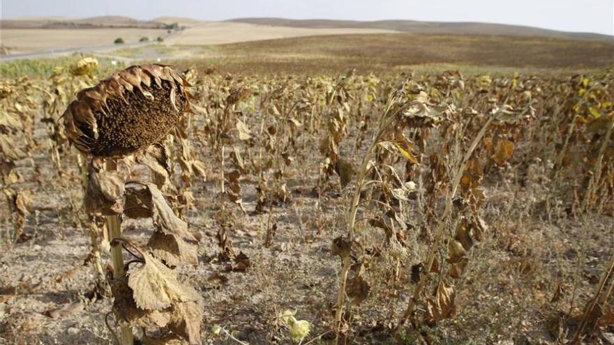 Asaja alerta de unas pérdidas de 11 millones de euros en el girasol