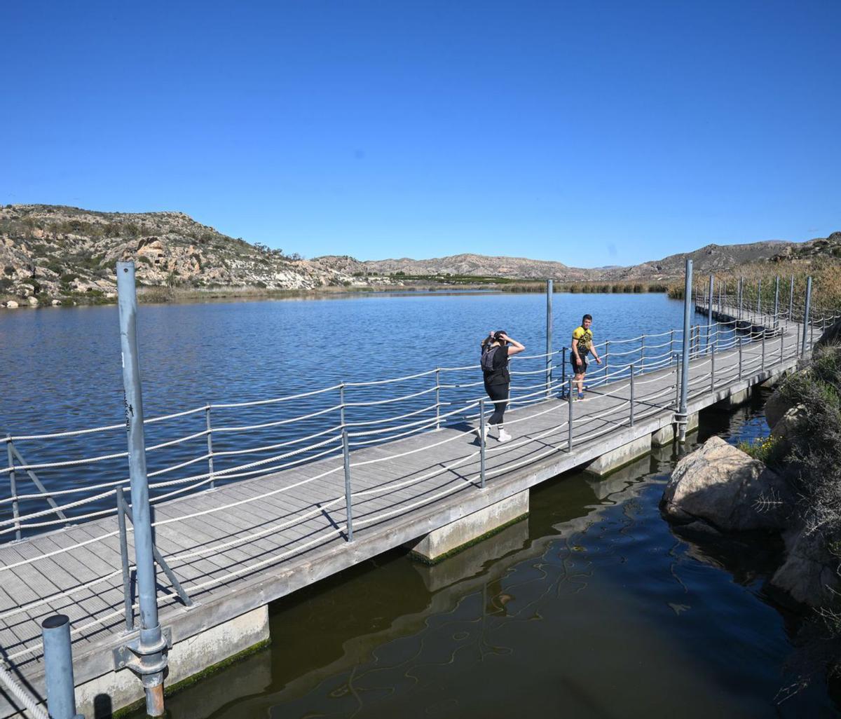Cuatro ejemplares de focha común en la parte superior de la presa del Pantano de Elche. | ÁXEL ÁLVAREZ