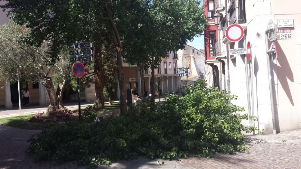 Caída de un árbol en la plaza de los Ciento