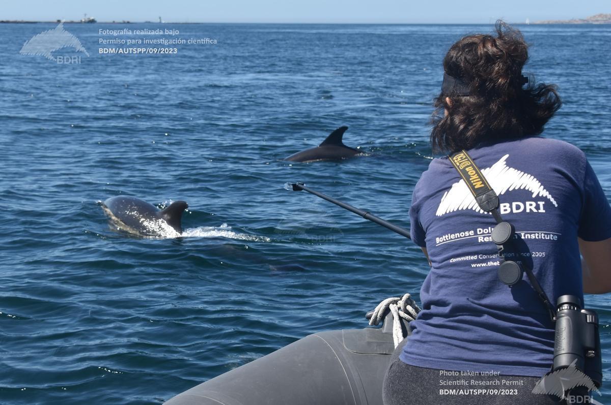 Un miembro del BDRI emplea una larga pértiga y una placa de Petri para tomar muestras de la mucosidad que expulsan los delfines cuando espiran y así tratar de encontrar patógenos que ayuden a estudiar y combatir la candidiasis que afecta al ser humano.   | //  BDRI