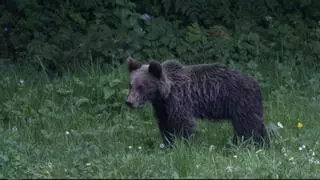 Así es la vida en la Asturias de los osos: viaje a la zona con más presencia de una especie en franco crecimiento