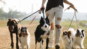 Dueño con sus perros