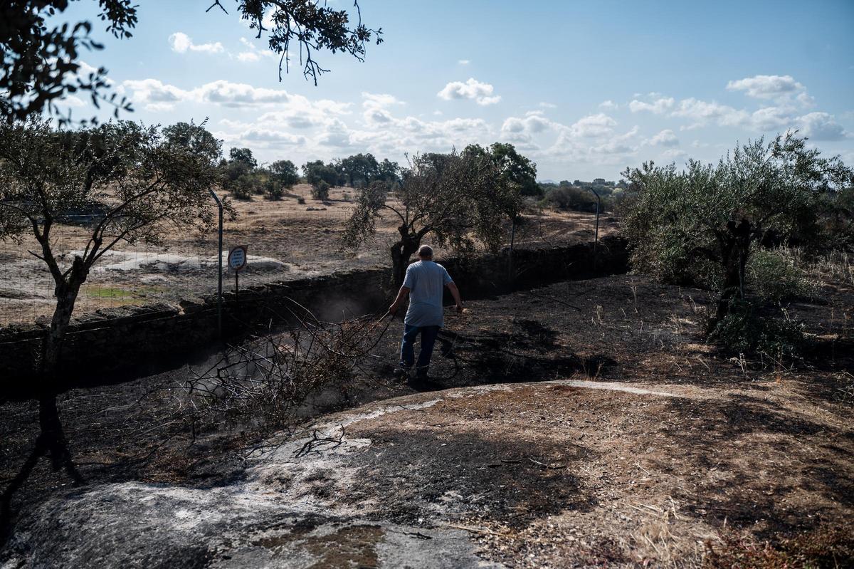 Galería | Las Viñas de Arroyo de la Luz, el día después del incendio Galería | Las Viñas de Arroyo de la Luz, el día después del incendio