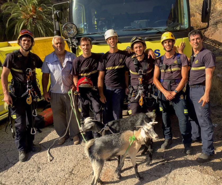 Rescate de dos cabras en Santa Lucía de Tirajana