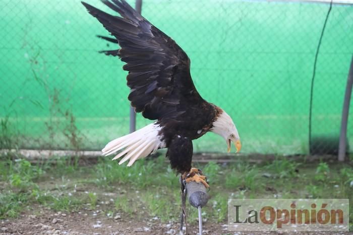 Las Águilas del Sol de Puerto Lumbreras piden ayud