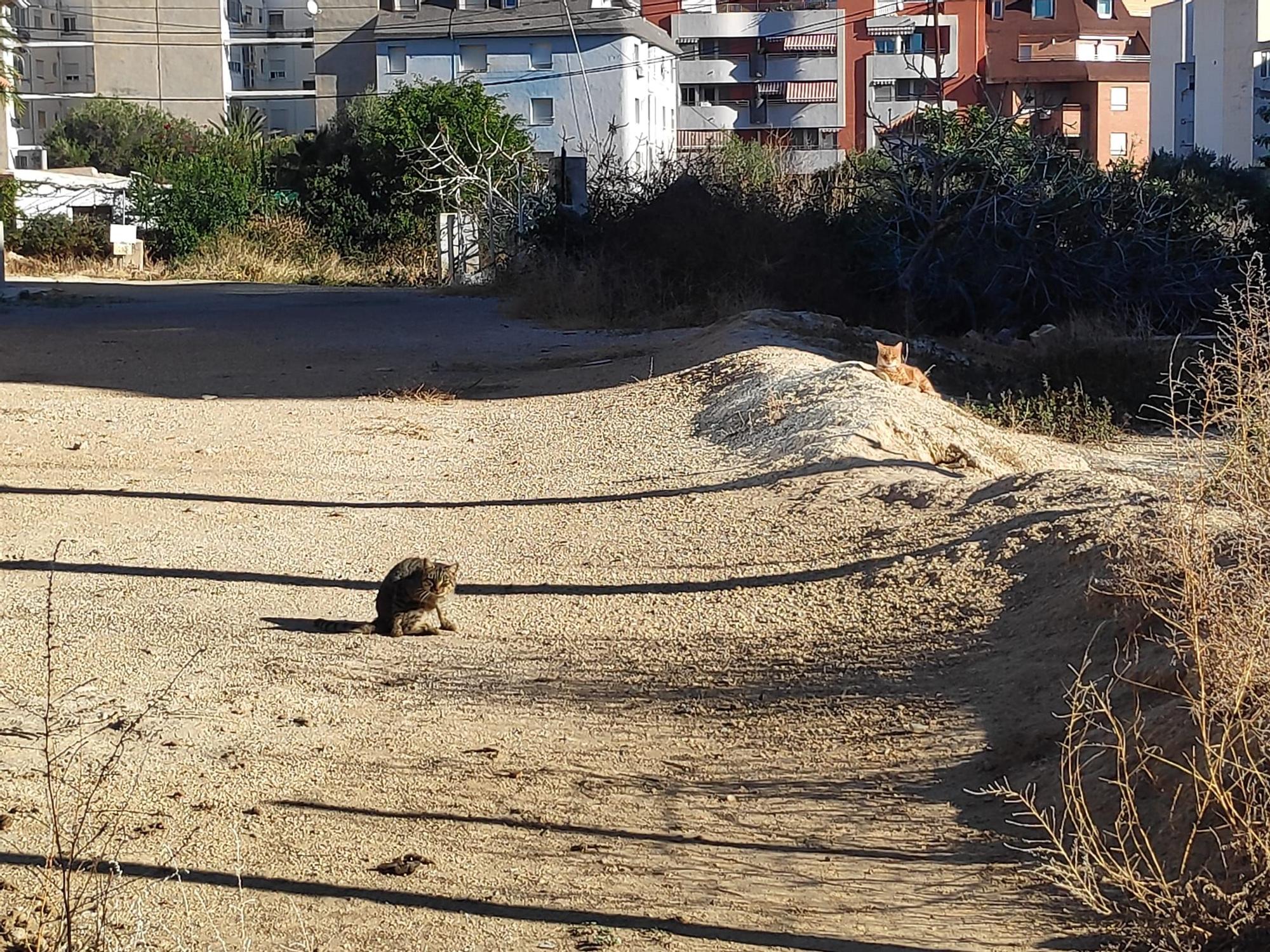 Colonias descontroladas de gatos en varias zonas de El Campello