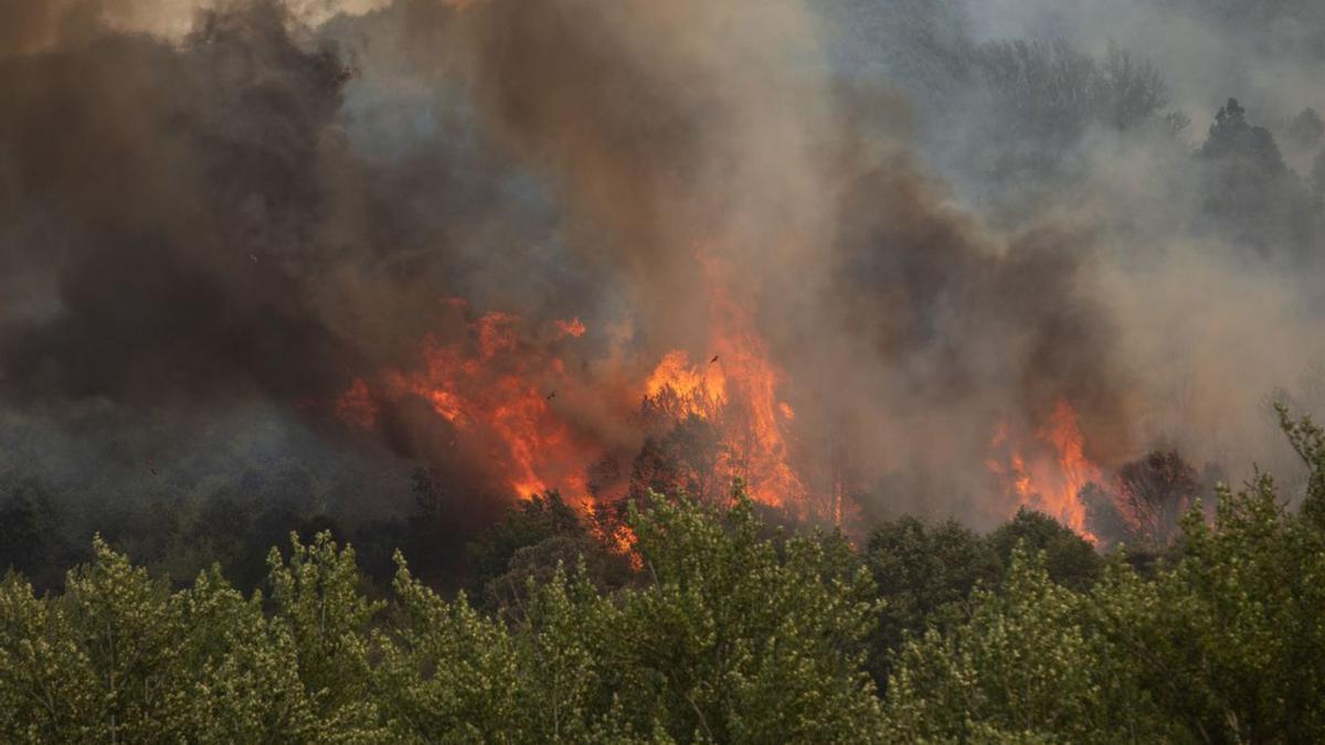 Incendio forestal en Figueruela