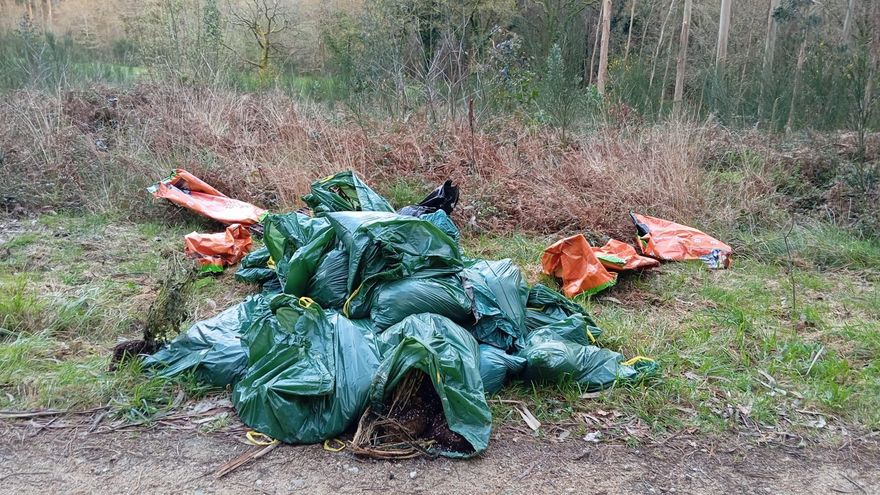 El alcalde de Cuntis se encuentra con un «vertido» de 200 plantas de marihuana tiradas en el monte