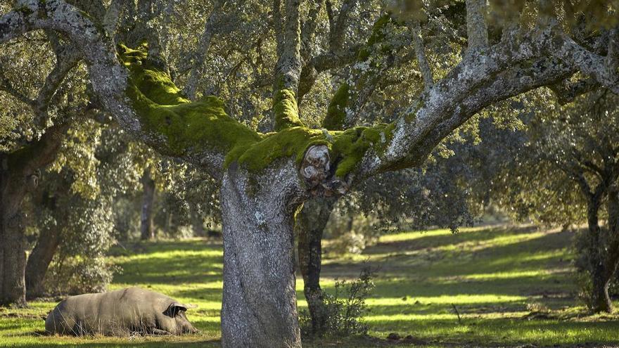 De la dehesa a la mesa: así es el jamón ibérico endulzado por el viento atlántico