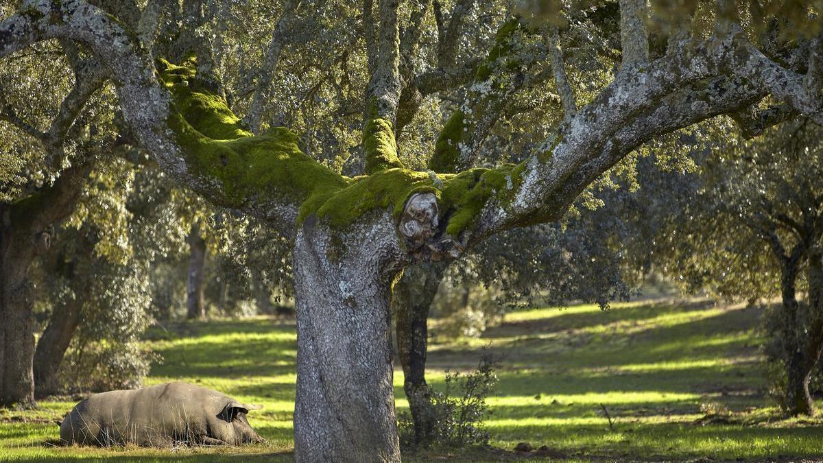 Un cerdo en la dehesa salmantina de Guijuelo.