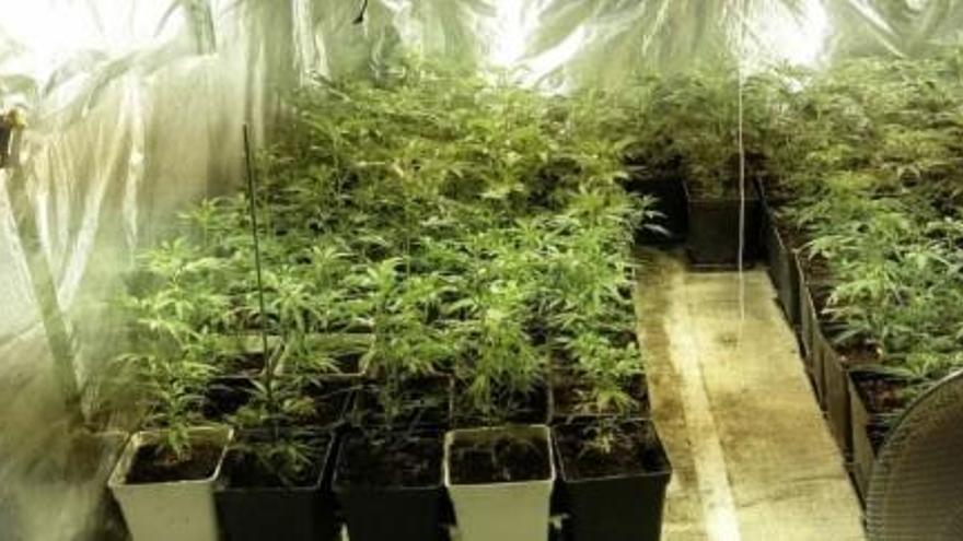 Detingut per cultivar 261 plantes de marihuana al barri de Sant Narcís de Girona