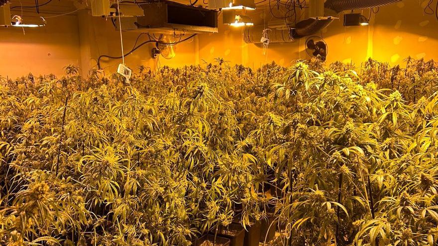 Plantación de cannabis intervenida en una nave de l'Ametlla del Vallès