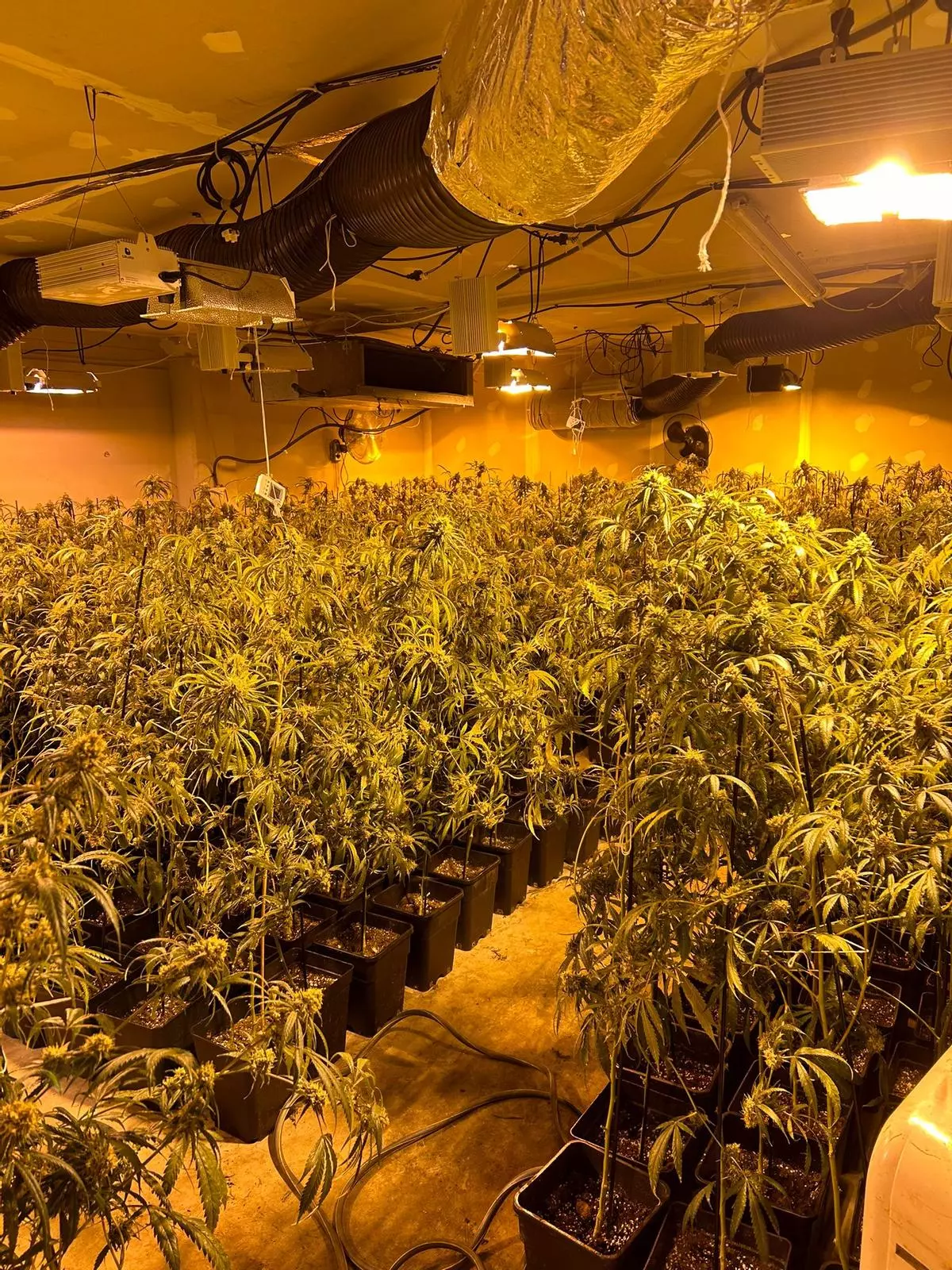 Cuatro detenidos y una plantación de marihuana desmantelada en una nave en L'Ametlla del Vallès