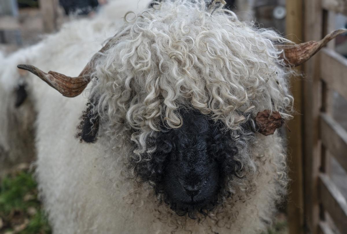 Una de las ovejas nariz negra de Valais del castillo de Glenarm.