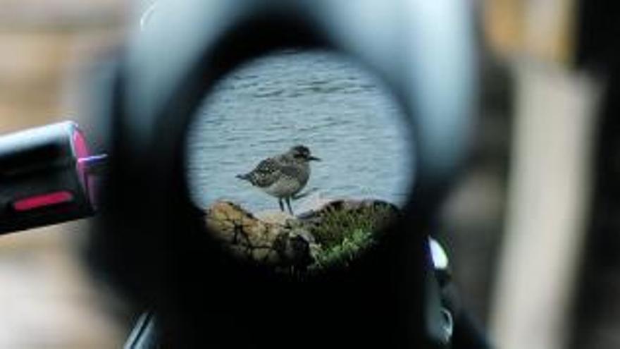 Un correlimos común en la ensenada de Llodero visto desde un telescopio.