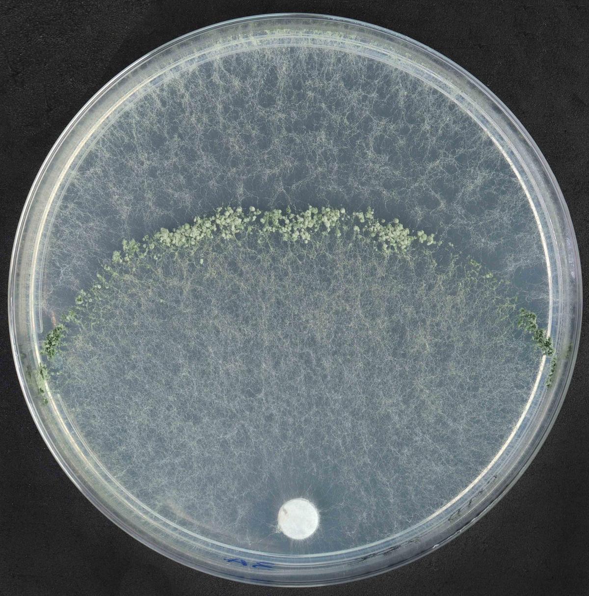 Vista al microscopio del crecimiento de ‘Trychoderma ichasague’.