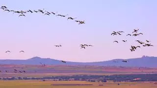La laguna española en la que cada invierno se reúnen más de 100.000 ejemplares de grulla