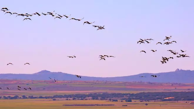 La laguna española en la que cada invierno se reúnen más de 100.000 ejemplares de grulla