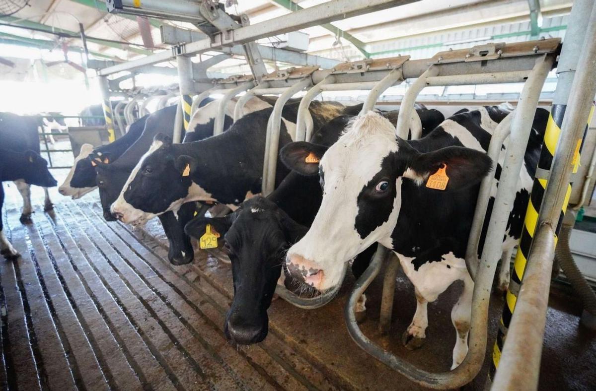 Explotación de vacuno de leche en Los Pedroches.