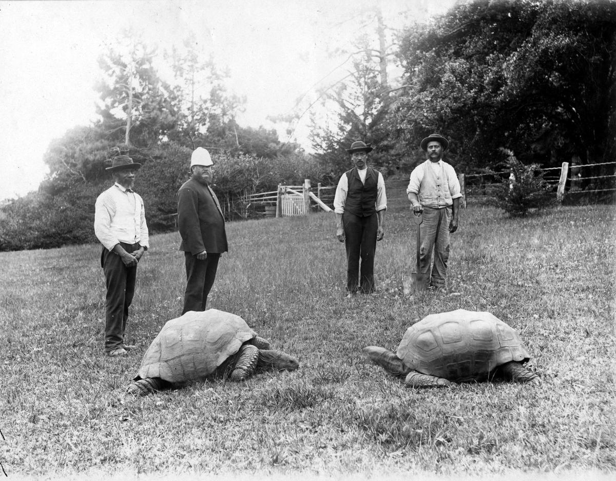 Una foto fechada hacia 1882-86 tomada en los terrenos de Plantation en Santa Elena, poco después de que Jonathan llegara a la isla (Jonathan aparece a la izquierda).