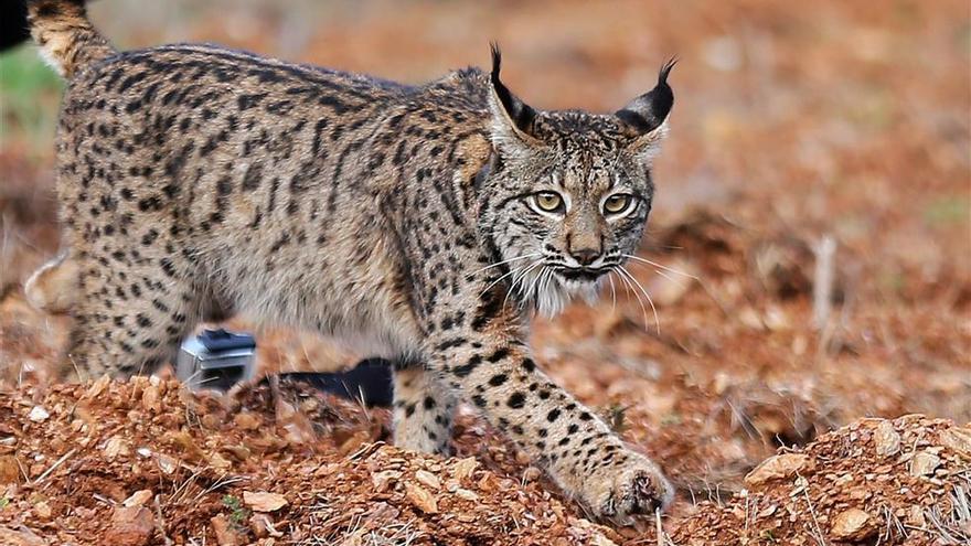 El Gobierno aprueba un proyecto para reducir la probabilidad de atropello de linces ibéricos en la N-420