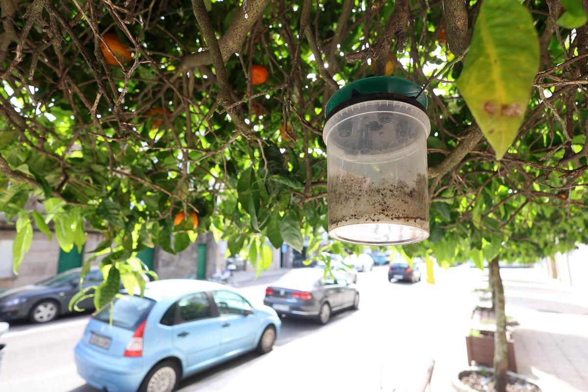 Trampa para velutinas en un árbol en la parroquia de San Salvador de Poio.
