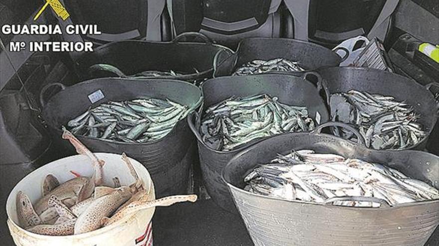 La Guardia Civil confisca más de 50 kilos de boquerón en Benicarló