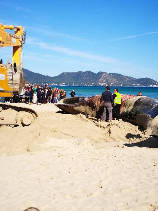 15 Meter langer Wal in Cala Millor gestrandet