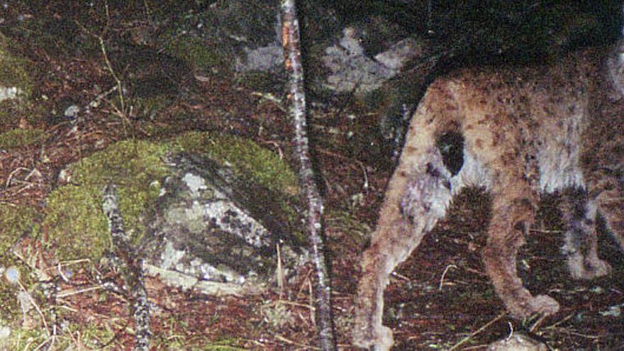Los ecólogos de los Balcanes y otros países europeos intentan proteger varias decenas de linces balcánicos que todavía quedan en Macedonia y que están en peligro de extinción, después de que esa especie desapareciese casi por completo en otras zonas del sureste de Europa. En la imagen, un lince balcánico en los bosques macedonios.