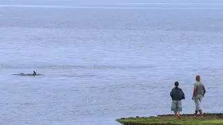 Expectación por la entrada de dos delfines en el puerto de Vilagarcía