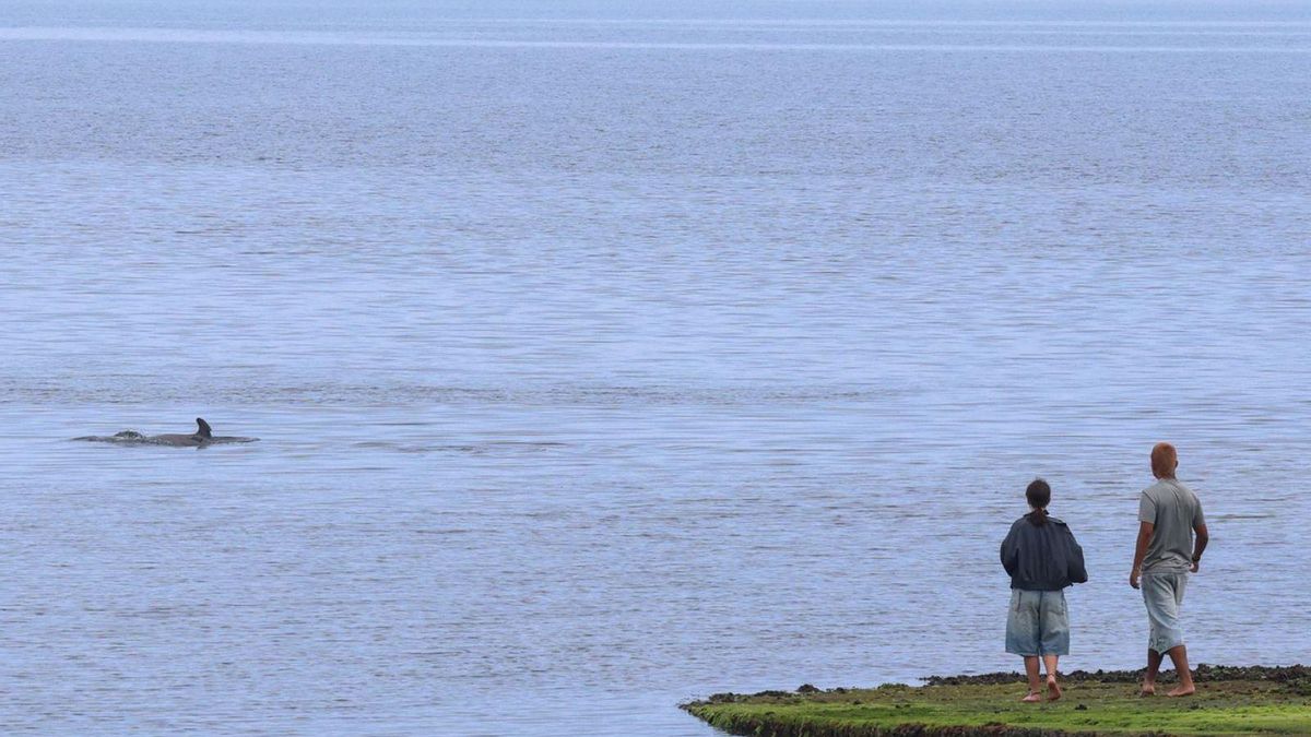 Dos personas bajan por la rampa para observar a los delfines.