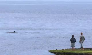 Expectación por la entrada de dos delfines en el puerto