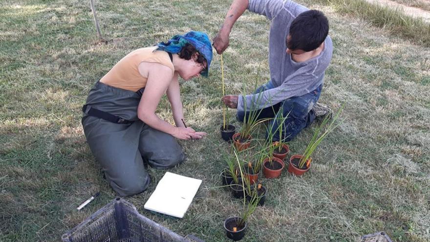 Impulsen la recuperació de tres plantes en perill d’extinció a l’Empordà