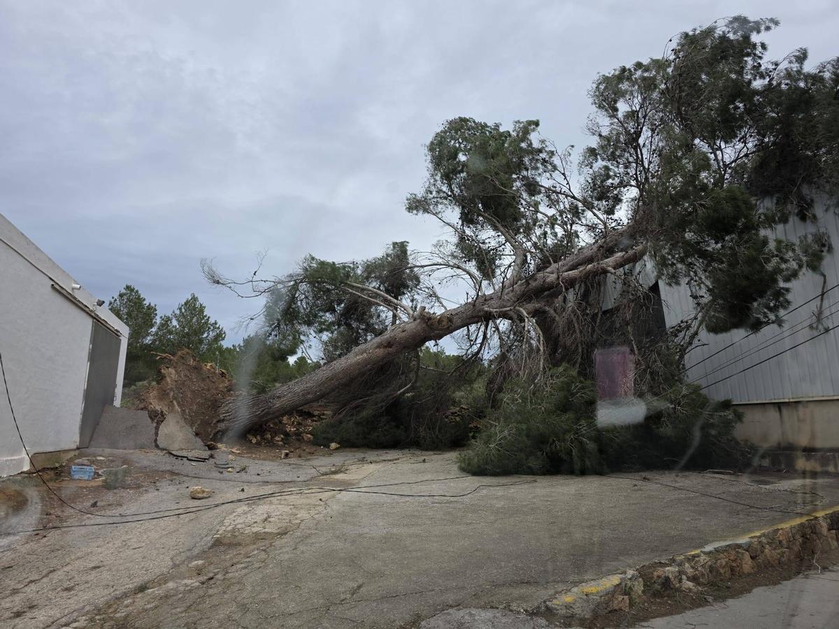 Árbol caído a causa del paso de la Borrasca 'Ingrid' por Sant Antoni