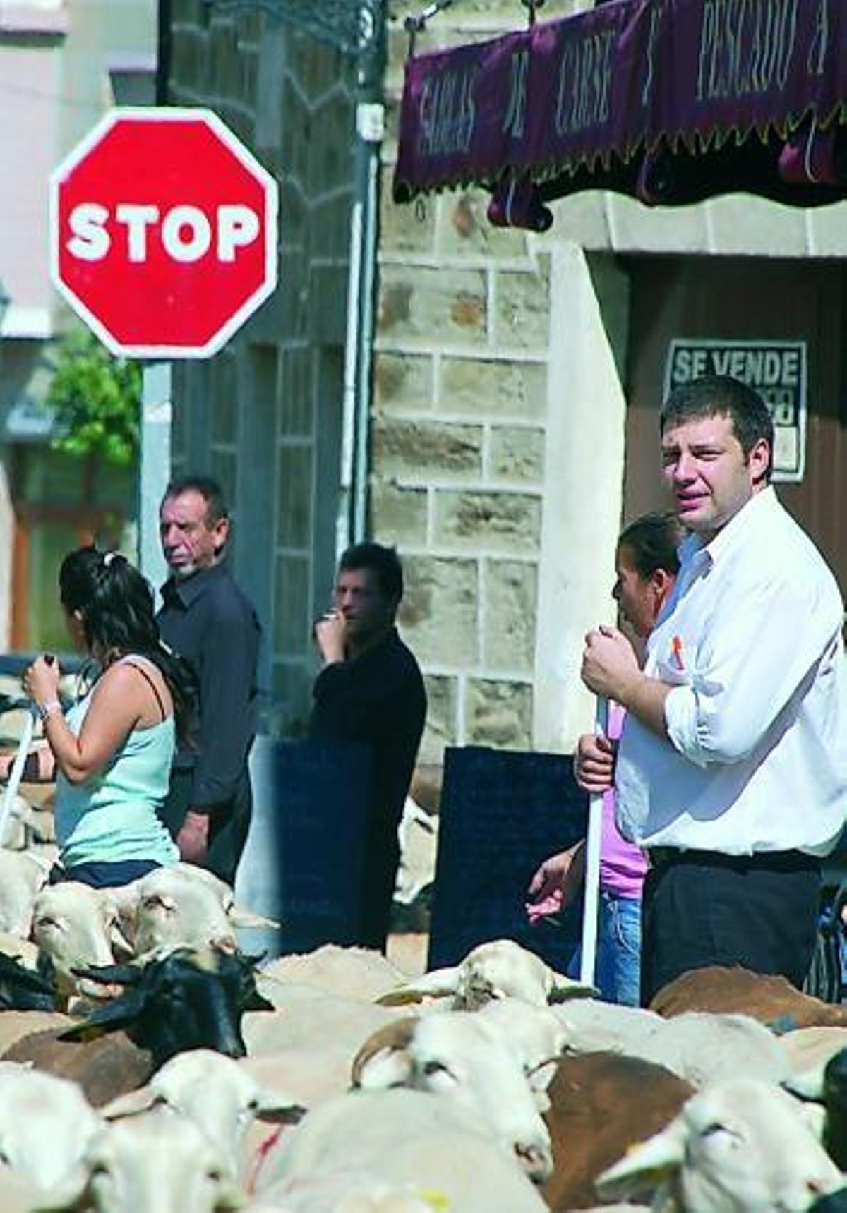 Trashumancia de ovino en vivo