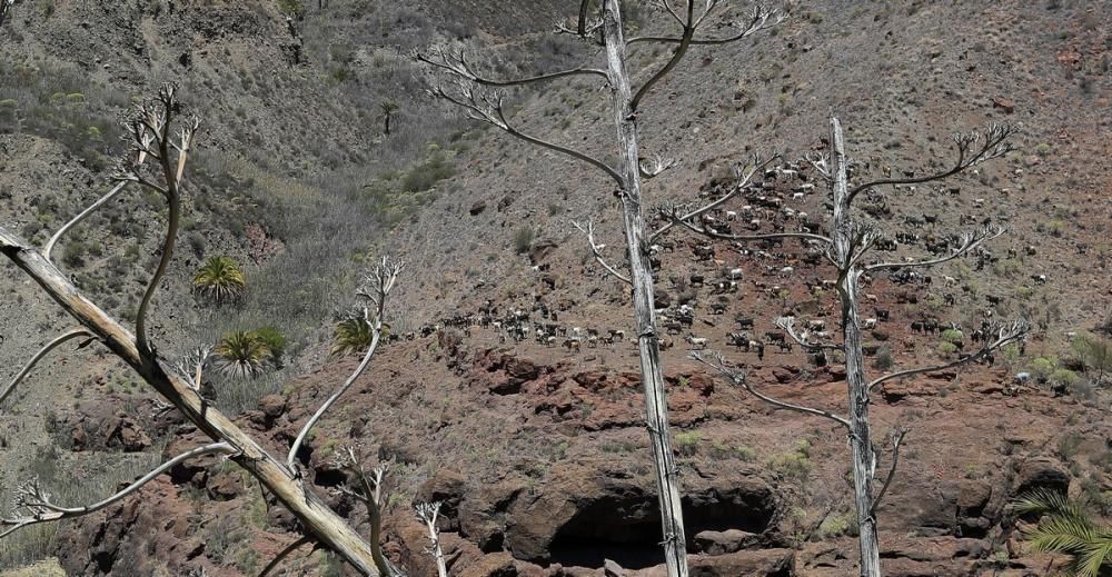 Alerta de incendio en Gran Canaria