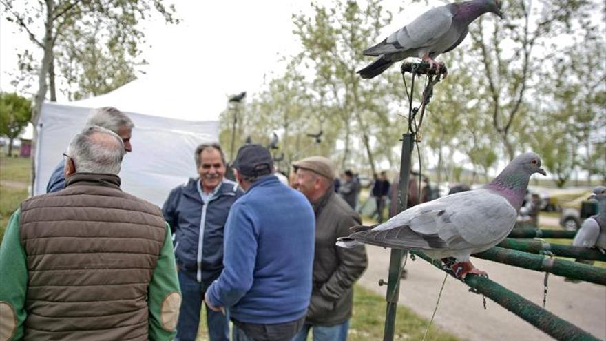 cáceres, cita para los cimbeleros