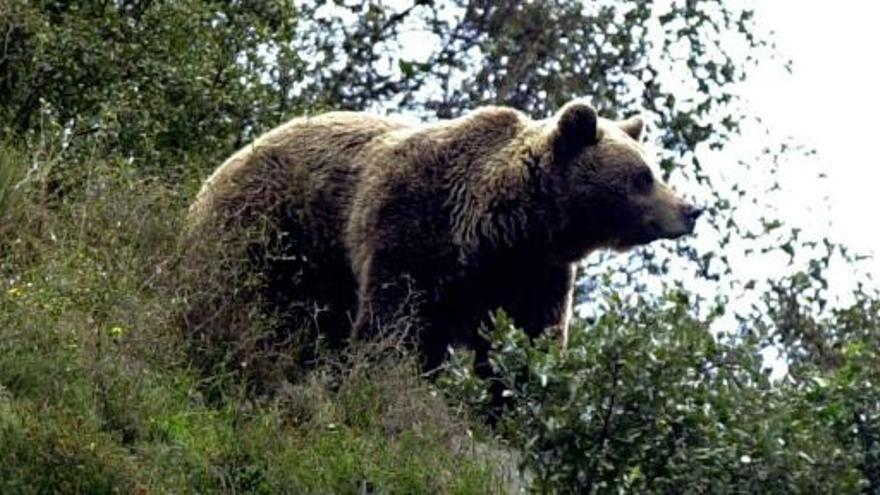 Imagen de un oso pardo, en Asturias.